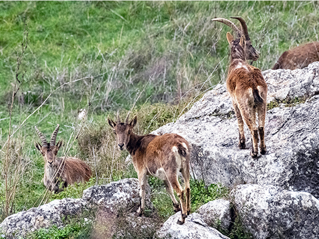 Iberian Ibex by Johnny Wilson